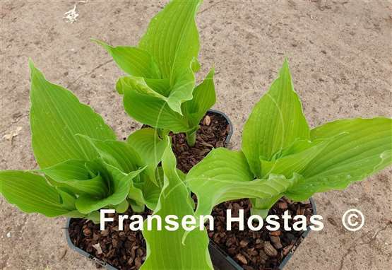 Hosta Gracious Gold